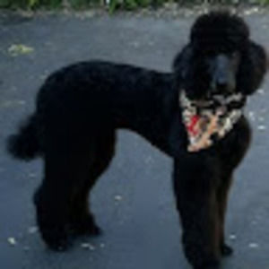 Meet your Posher, Donna